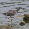 Spotted Redshank